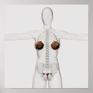 Poster 3D View Of The Female Reproductive System