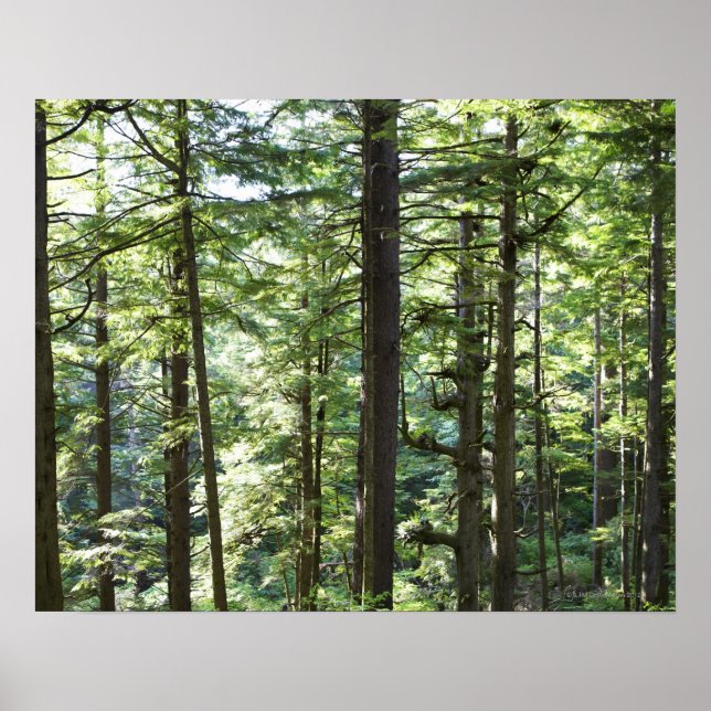 POSTER 41067 (Devant)