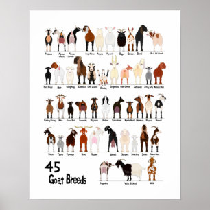 Poster 45 breeds of goats chart