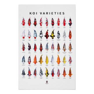 Poster 45 Types de Koi