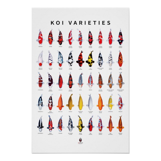 Poster 45 Types de Koi (Devant)