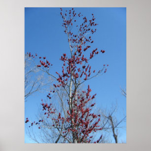Poster 4 mars_Arbre rouge coloré