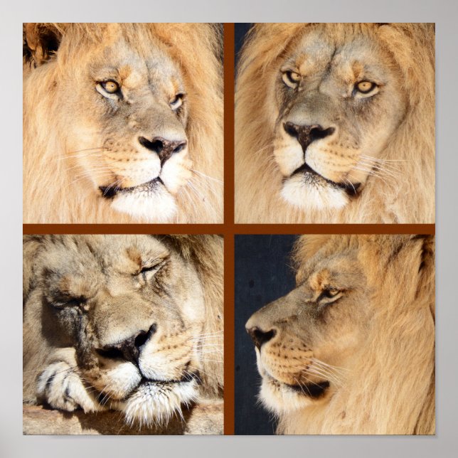 Poster 4 Visages du Lion (Devant)