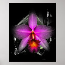 4x5 Ratio orchidée noire Img5506