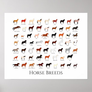 Poster 60 hippocampes