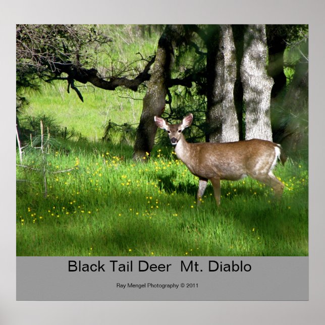 Poster 7 Cerf à queue noire, Cerf à queue noire Mt. Diabl (Devant)