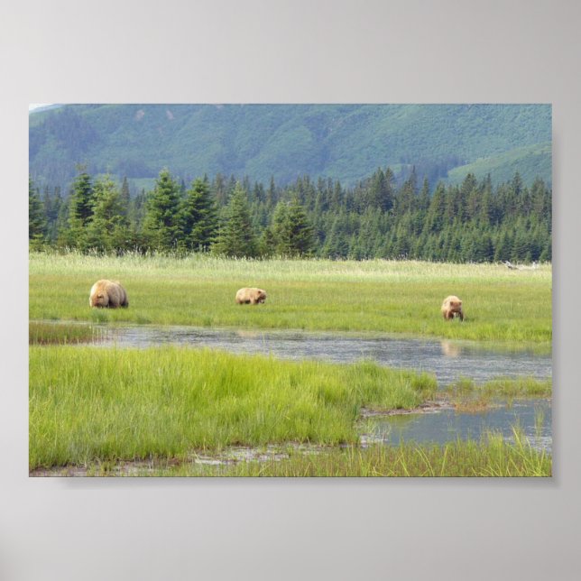 Poster 7x5 (Matte) avec ours grizzli et oursons (Devant)