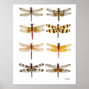 Poster 8 libellules