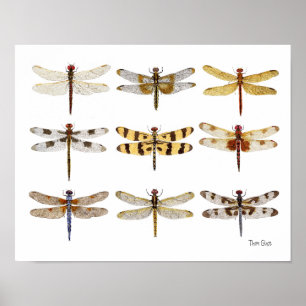 Poster 9 Aquarelles de l'espèce Dragonfly