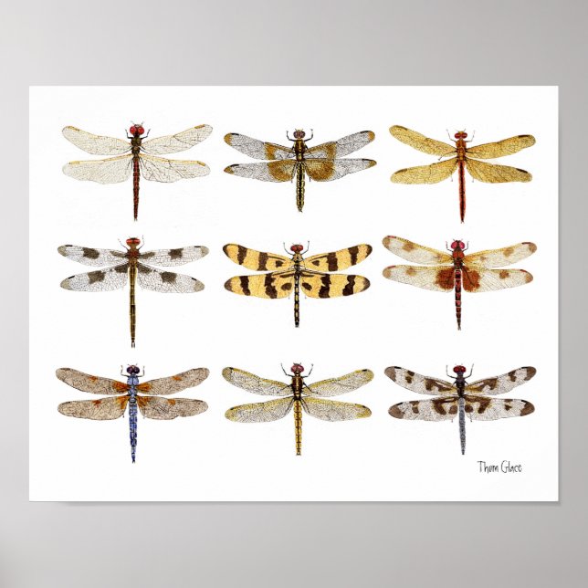 Poster 9 Aquarelles de l'espèce Dragonfly (Devant)