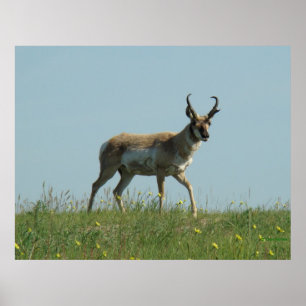 Poster A10 Pronghorn Antelope et Fleur sauvage