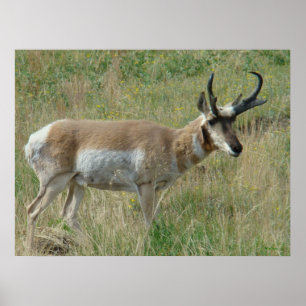 Poster A12 Pronghorn Antelope Buck