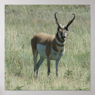 Poster A13 Pronghorn Antelope Buck