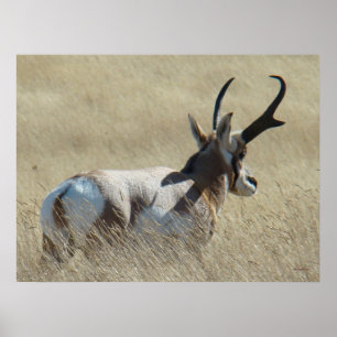 Poster A14 Antilope d'Amérique Buck Sunshine