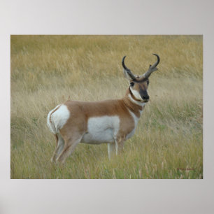 Poster A1 Pronghorn Antelope Big Buck