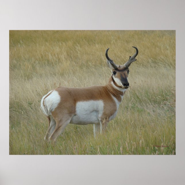 Poster A1 Pronghorn Antelope Big Buck (Devant)