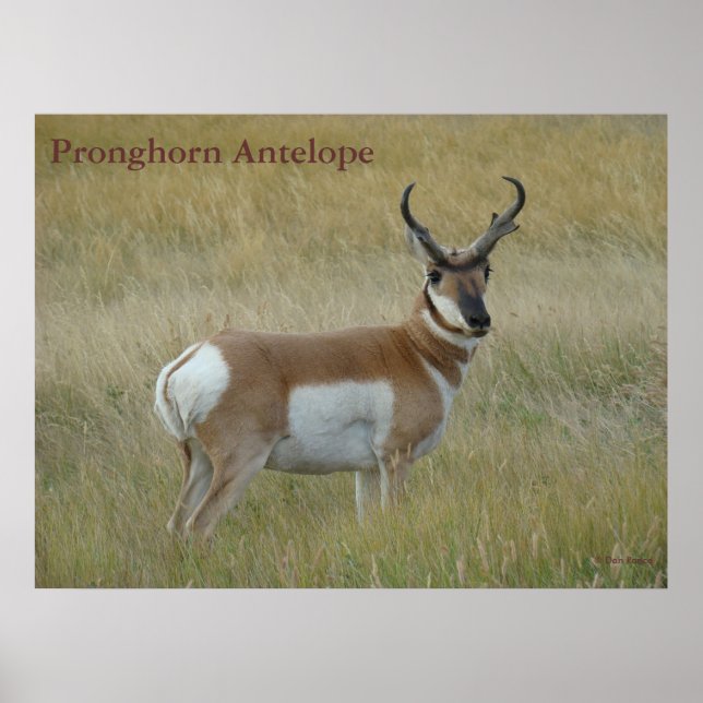 Poster A1 Pronghorn Antelope Big Buck (Devant)