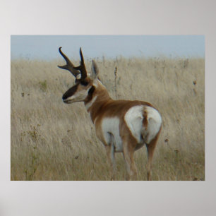 Poster A22 Pronghorn Antelope Big Buck