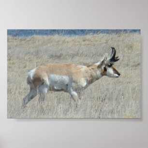 Poster A25 Pronghorn Antelope Buck