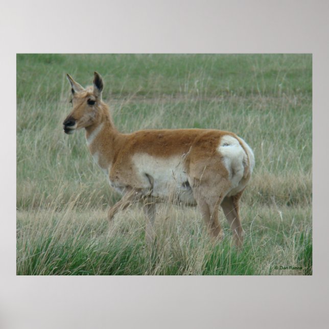 Poster A31 Pronghorn Antelope Doe (Devant)