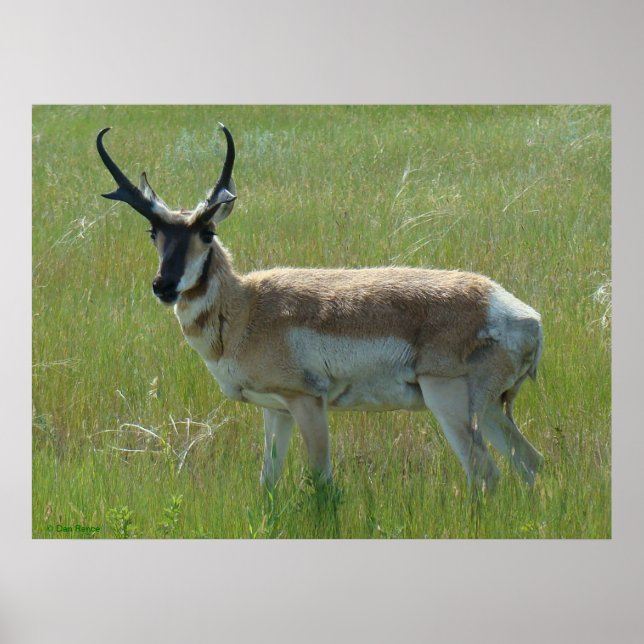 Poster A36 Pronghorn Antelope (Devant)