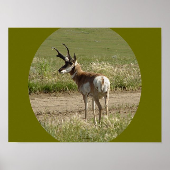 Poster A39 Pronghorn Antelope Buck (Devant)