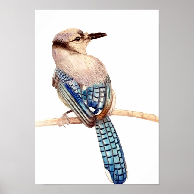 Poster A3 Beau dessin au crayon bleu Jay (Devant)
