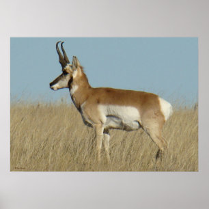 Poster A46 Pronghorn Antelope