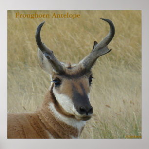 Poster A5 Pronghorn Antelope Big Buck Head Shot