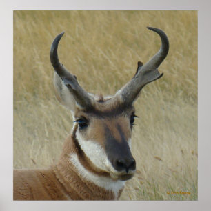 Poster A5 Pronghorn Antelope Big Buck Head Shot