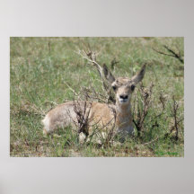 A7 Baby Pronghorn Antelope Tête vers le haut