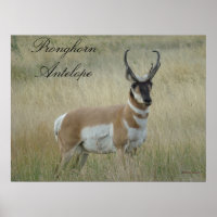 A8 Pronghorn Antelope