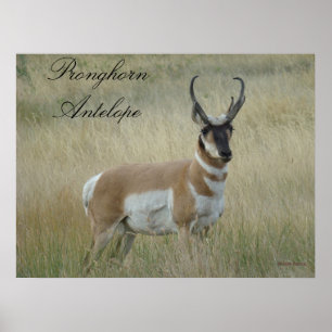 Poster A8 Pronghorn Antelope