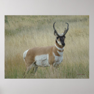 Poster A8 Pronghorn Antelope Big Buck