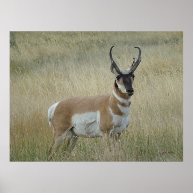 Poster A8 Pronghorn Antelope Big Buck (Devant)