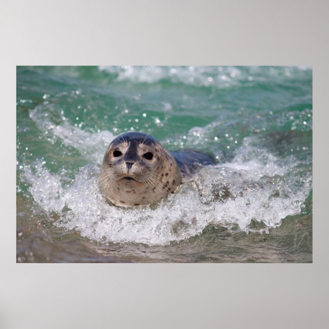 Poster A baby seal surfing (Devant)