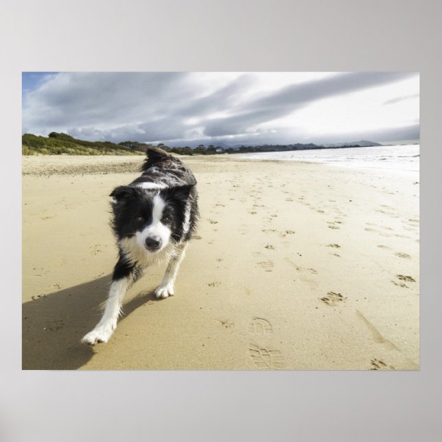 Poster A Border Collie Dog Running (Devant)