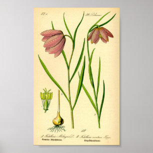 Poster à damiers Lily (Fritillaria meleagris)