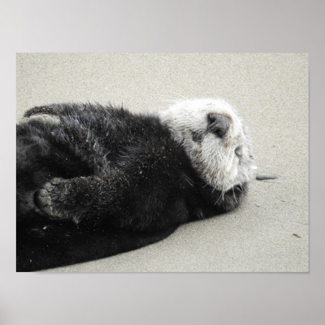 Poster A dreaming sea otter (Devant)