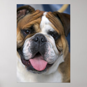 Poster A English bulldog en Belgique.