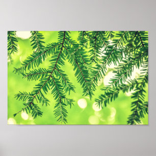 Poster À feuillage persistant Nature Pine Trees Green Pos
