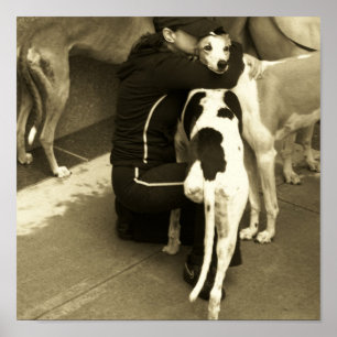 Poster a greyhound with three legs