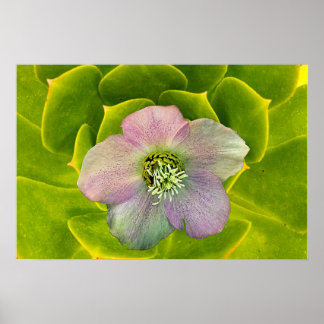 Poster A Hellebore, a Lenten Rose