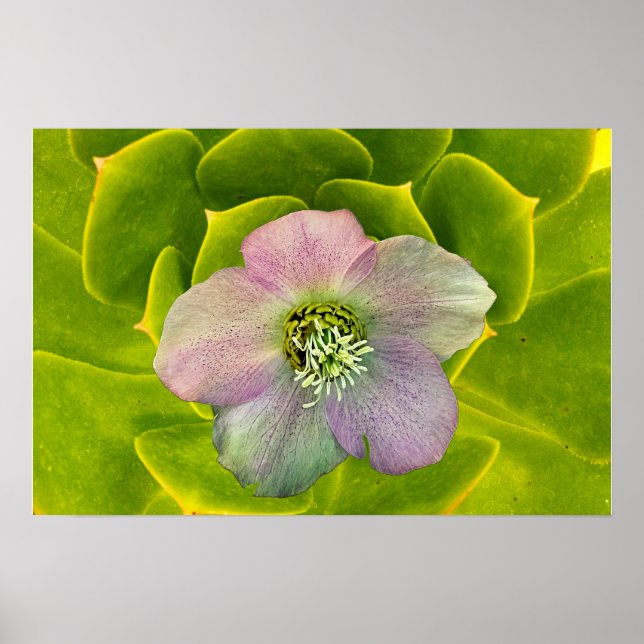 Poster A Hellebore,  a Lenten Rose (Devant)
