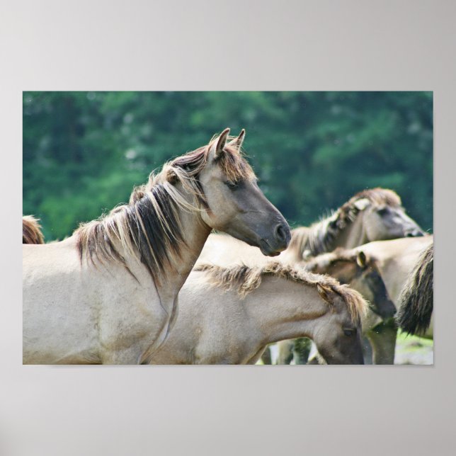Poster A herd of Brumby Horses from Australie (Devant)