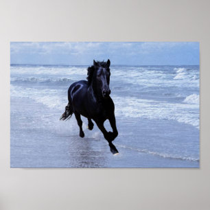 Poster A horse wild and free