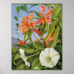 Poster A Javan Rhododendrum et Ipomoea