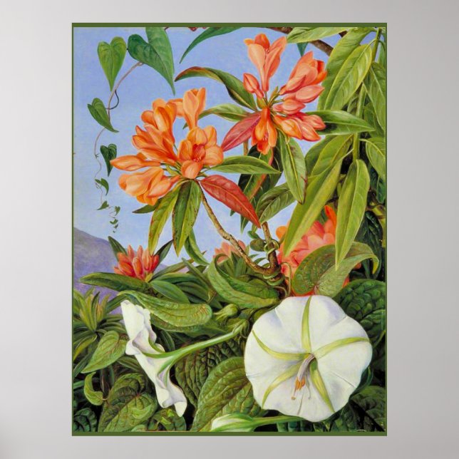 Poster A Javan Rhododendrum et Ipomoea (Devant)