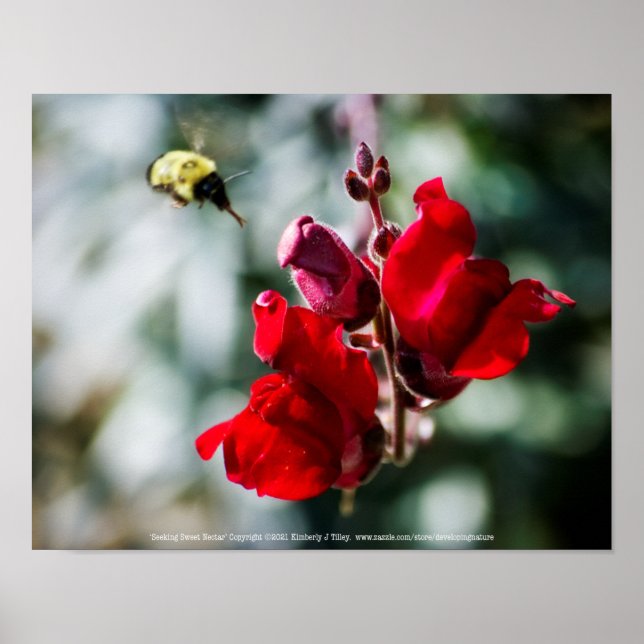 Poster À la recherche de nectar sucré (Devant)