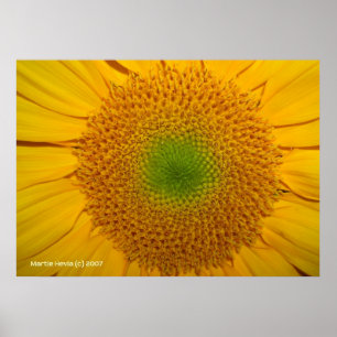 Poster À l'intérieur d'un tournesol